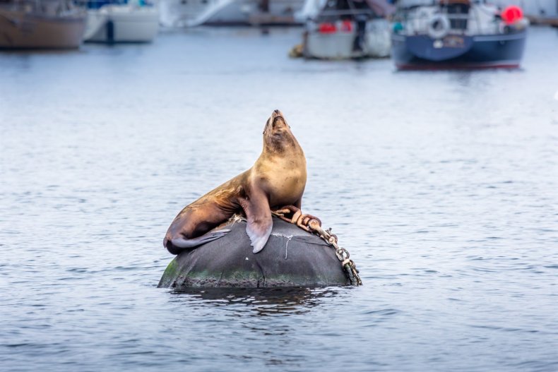 Stock image of a California sea lion