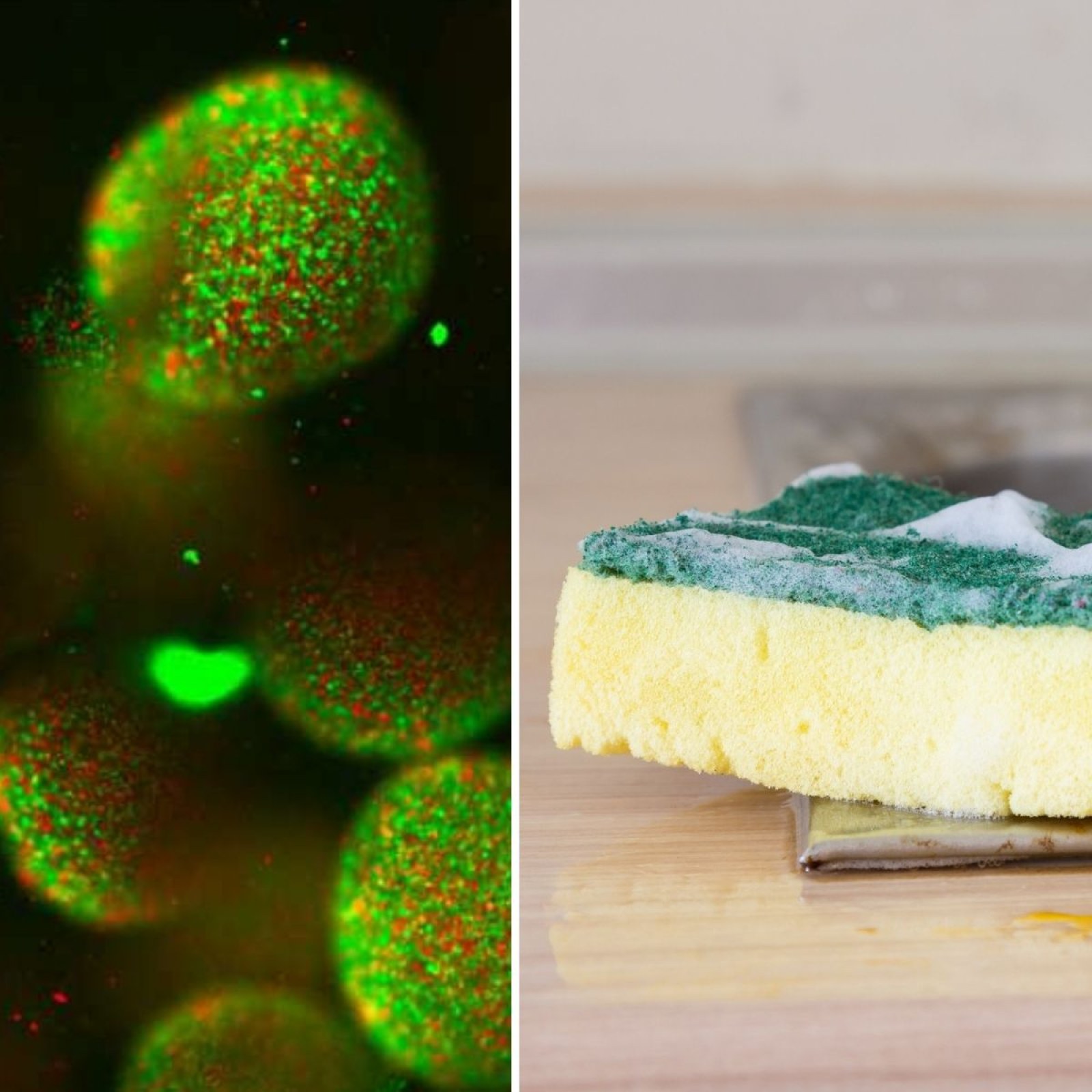 Why Your Kitchen Sponge Is the Ideal Breeding Ground for Bacteria