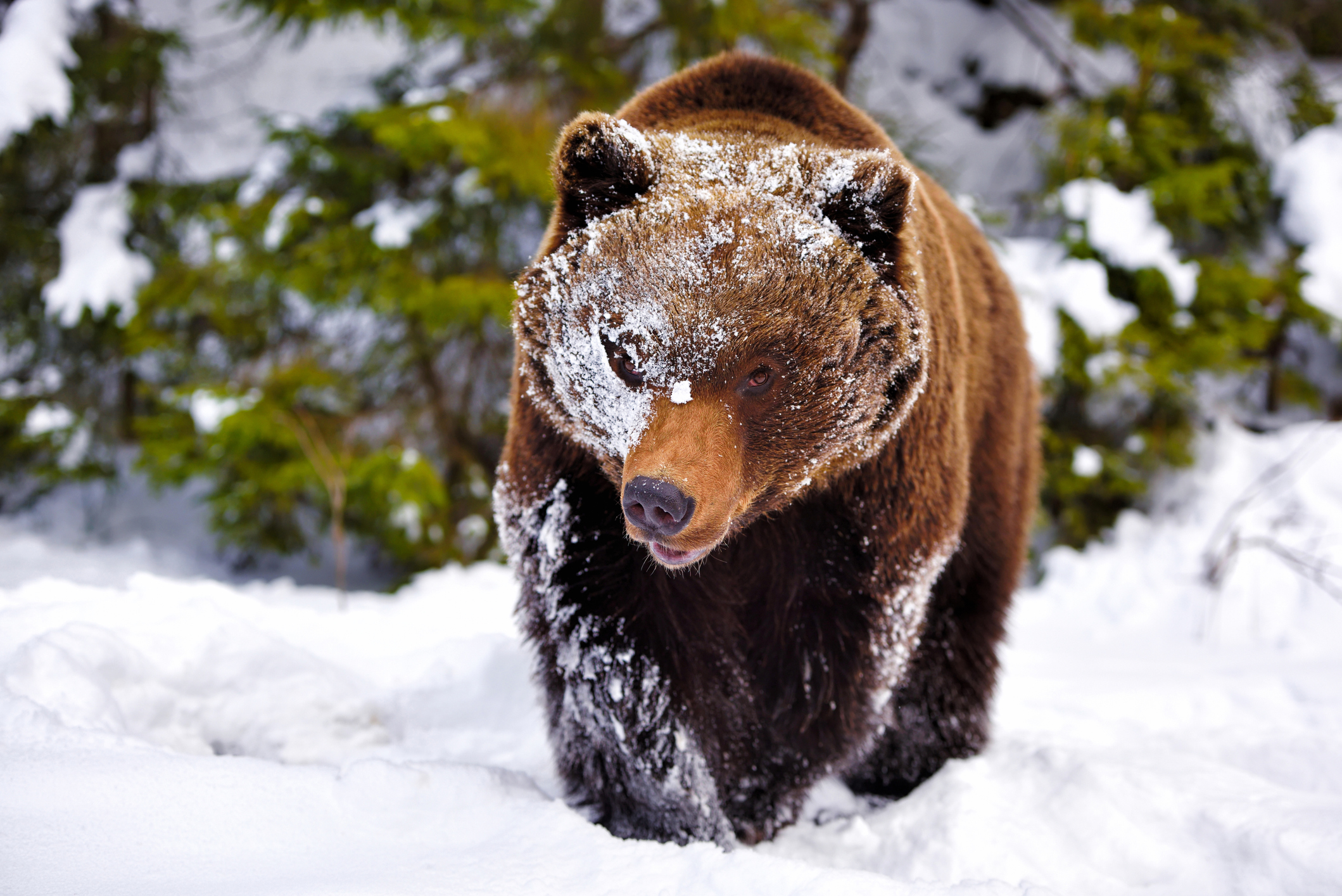 Orphaned Bear Filmed Rolling Around in Snow at New York Rescue Center