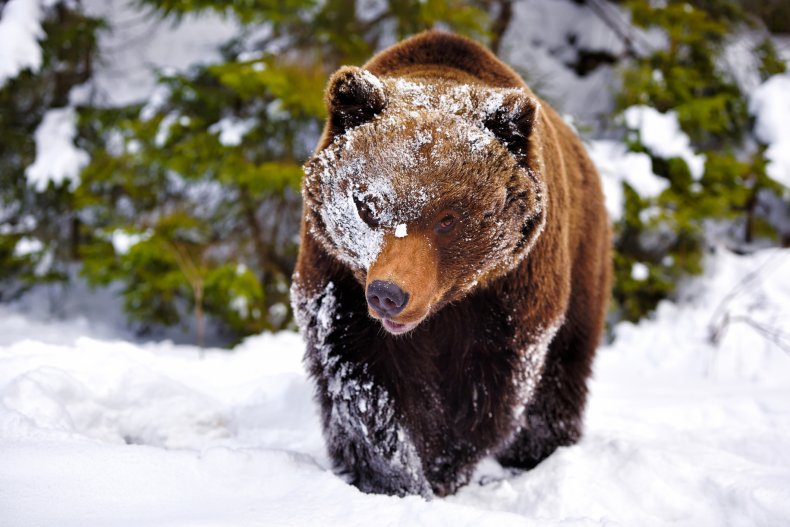 Stock image of brown bear in snow