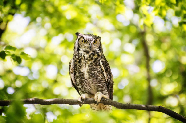 Owl