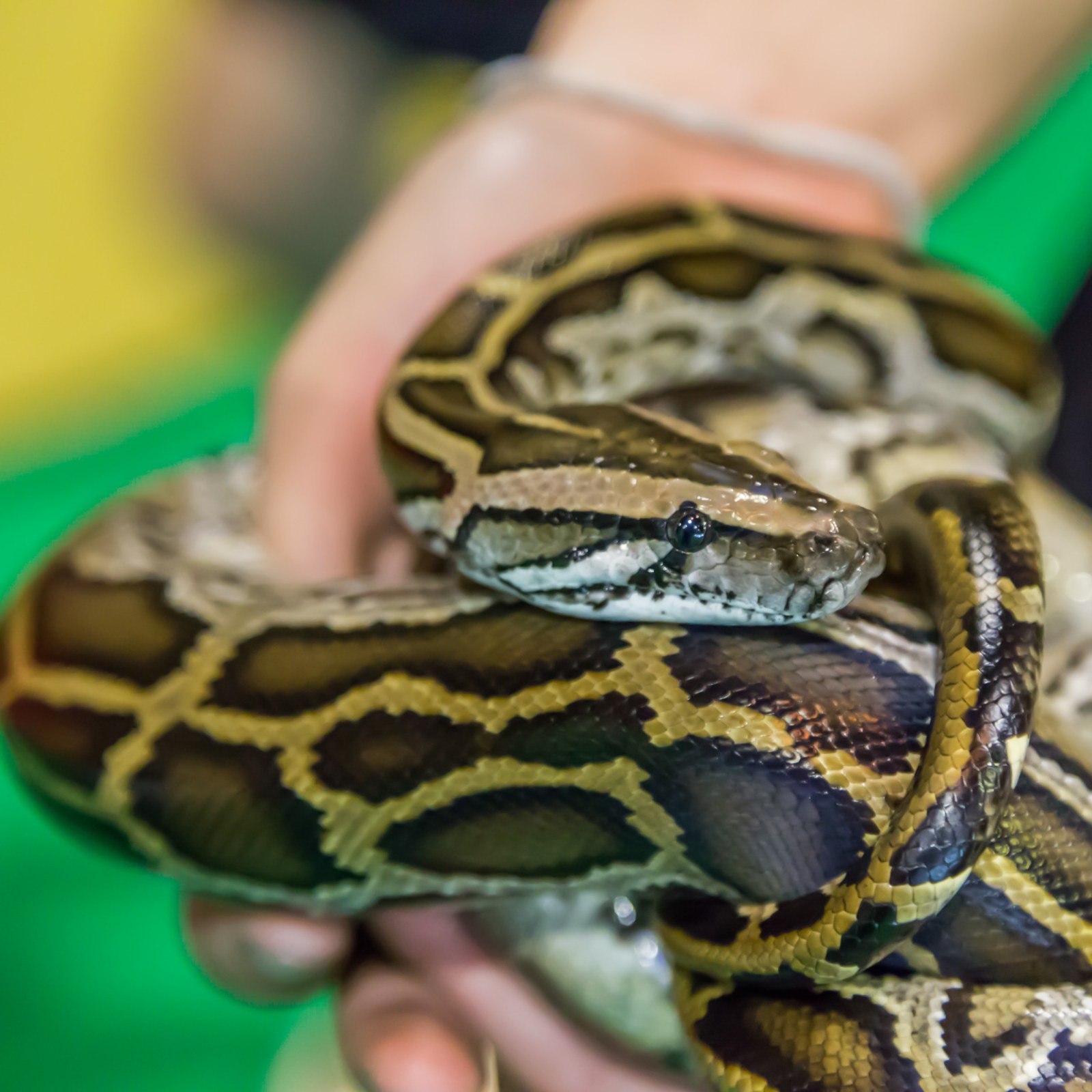 Ball Python Teeth
