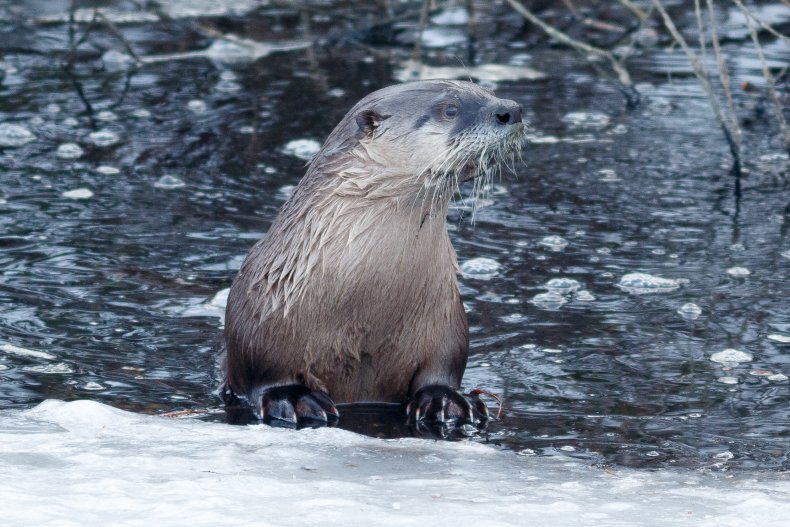 Massachusetts Ice Fisherman Reels In 'State-Record'... Otter - Newsweek