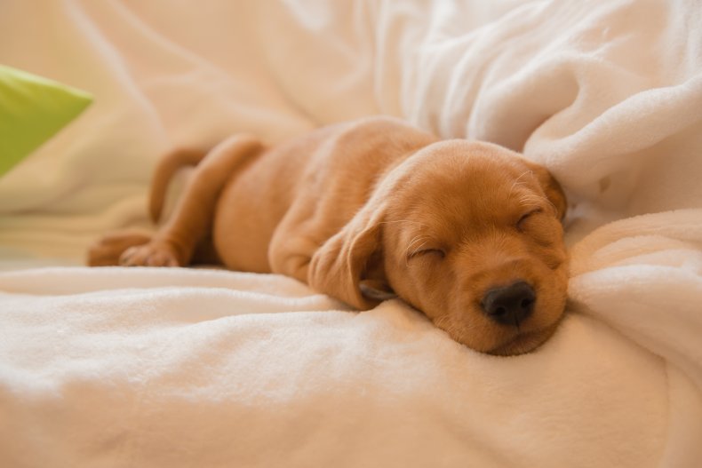 Two months old vizsla mix puppy sleeping