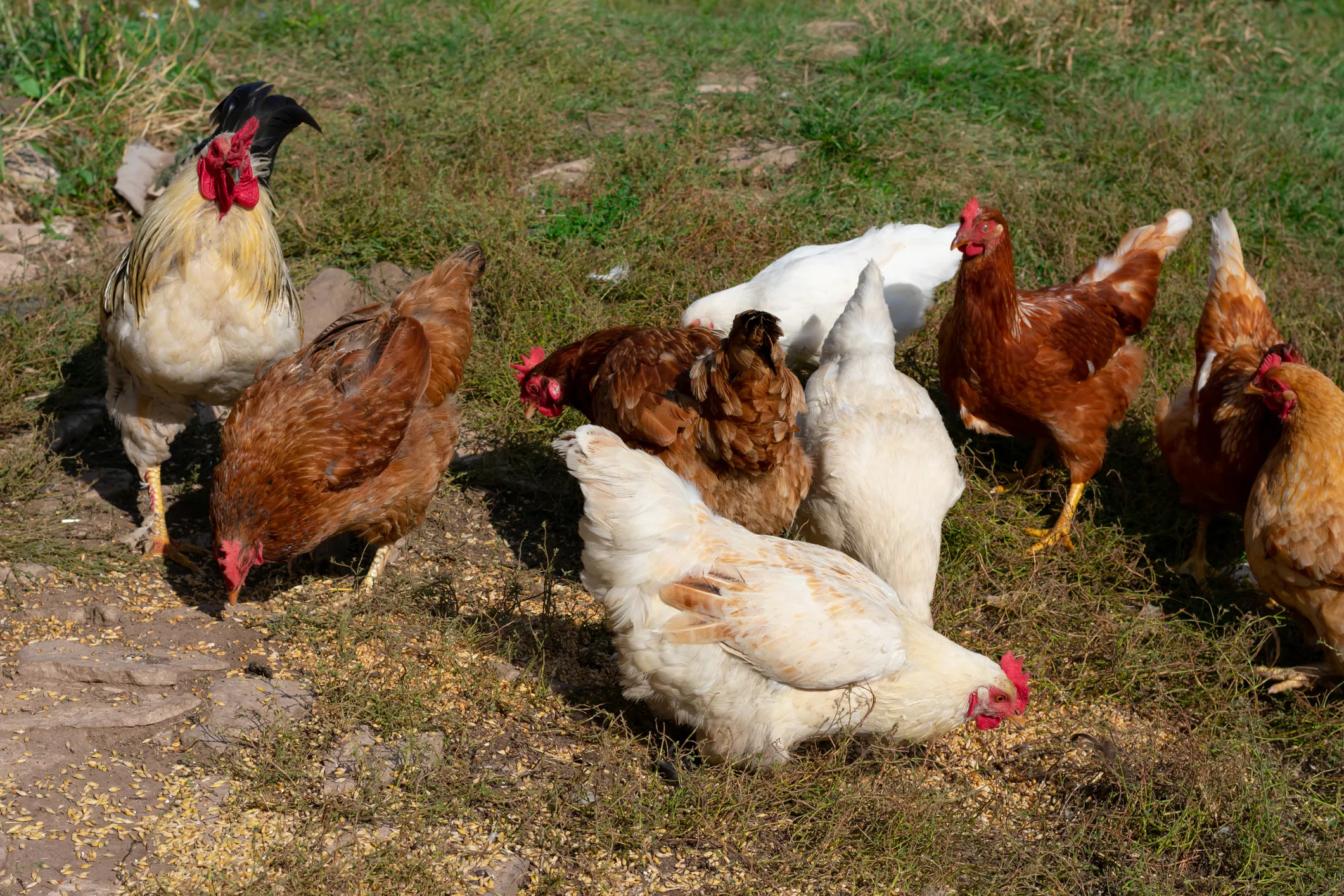Highly Pathogenic Bird Flu Found in These States as Virus Spreads to New York - Vimarsana News