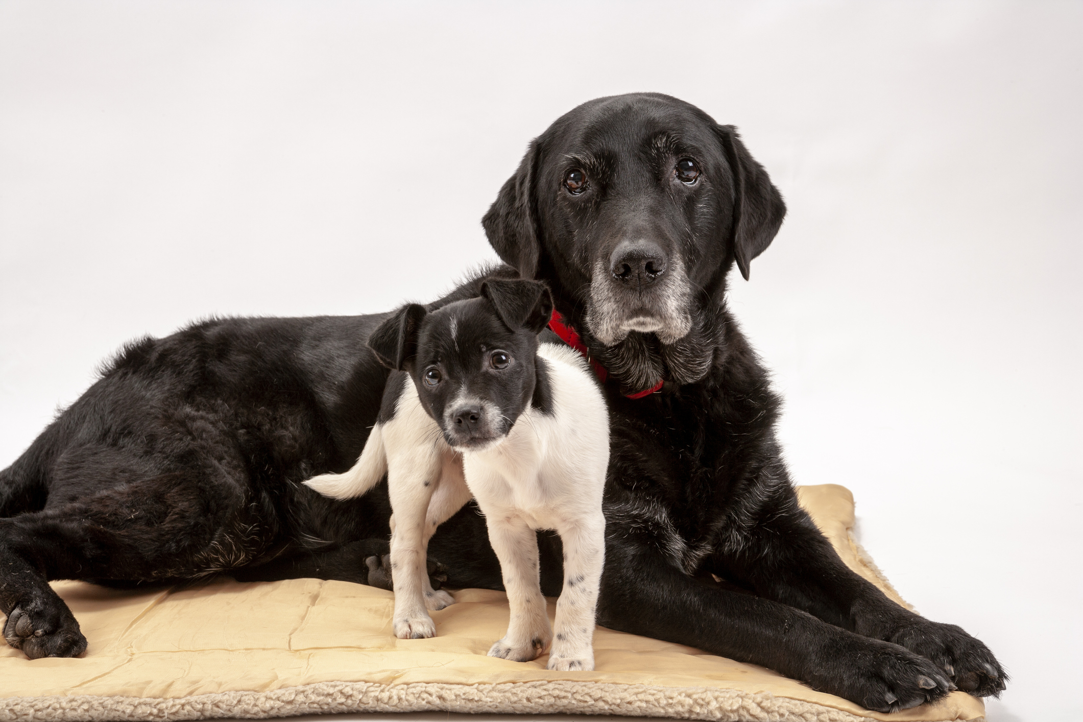 How to Introduce a Puppy to an Older Dog