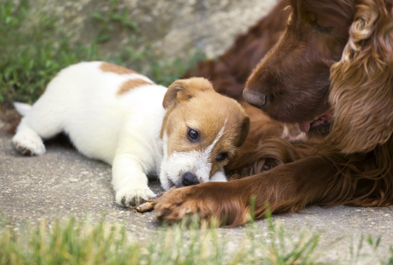 How to Introduce a Puppy to an Older Dog 3 Cute puppy and adult dog friendship