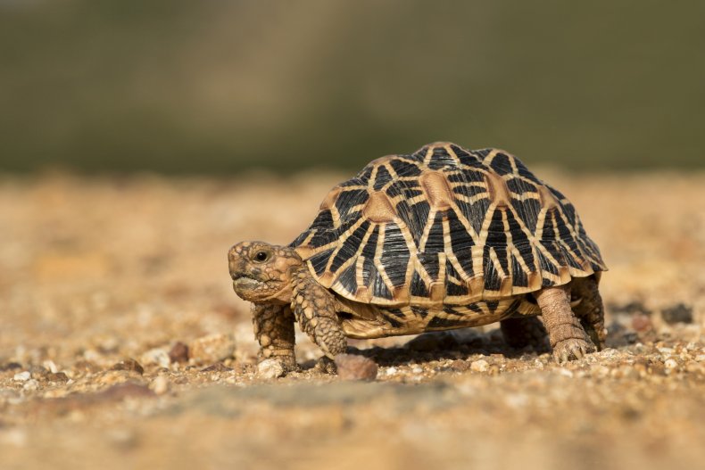 A star tortoise seen outdoors.