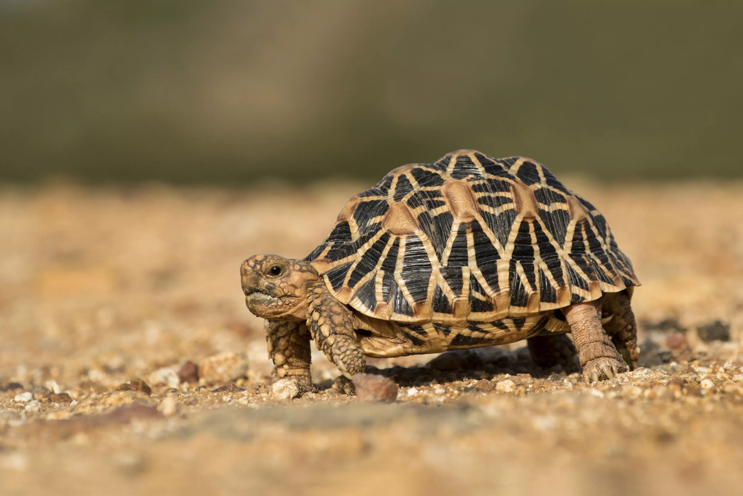 What Do Tortoises Eat and How Much Do They Cost? - Vimarsana News