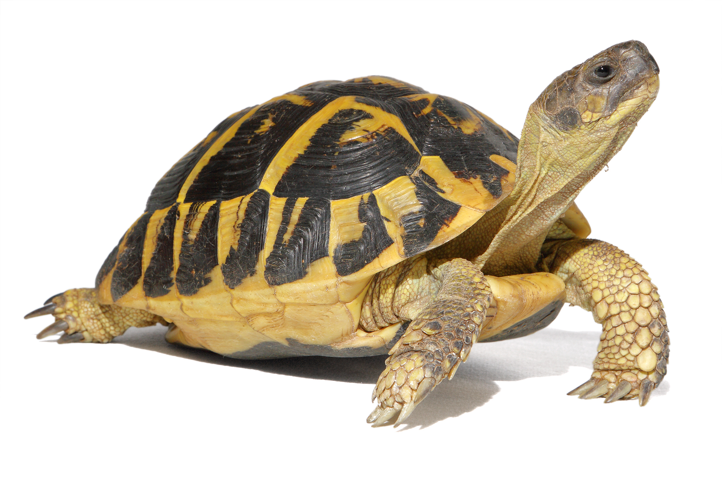 Tortoise best sale food price