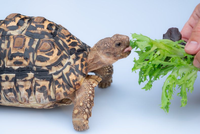 A tortoise being fed a lettuce leaf.