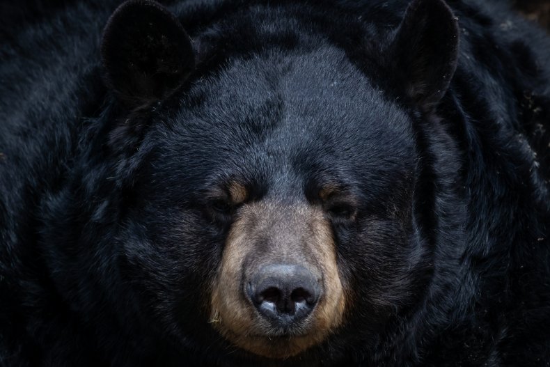 Stock image of a black bear