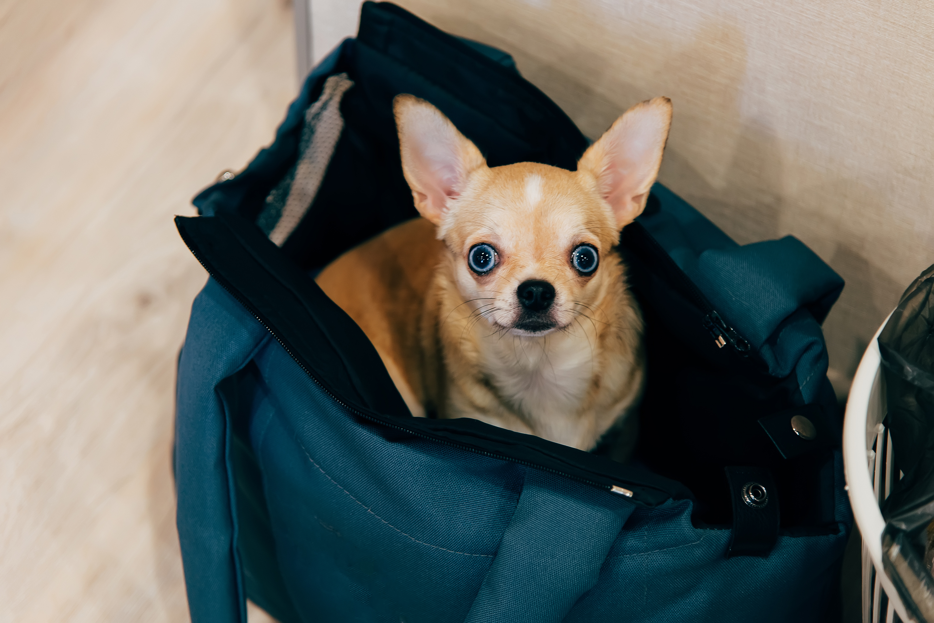 Chihuahua in hot sale a bag