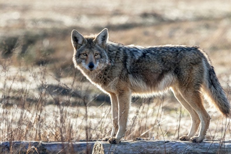 Stock image of a coyote