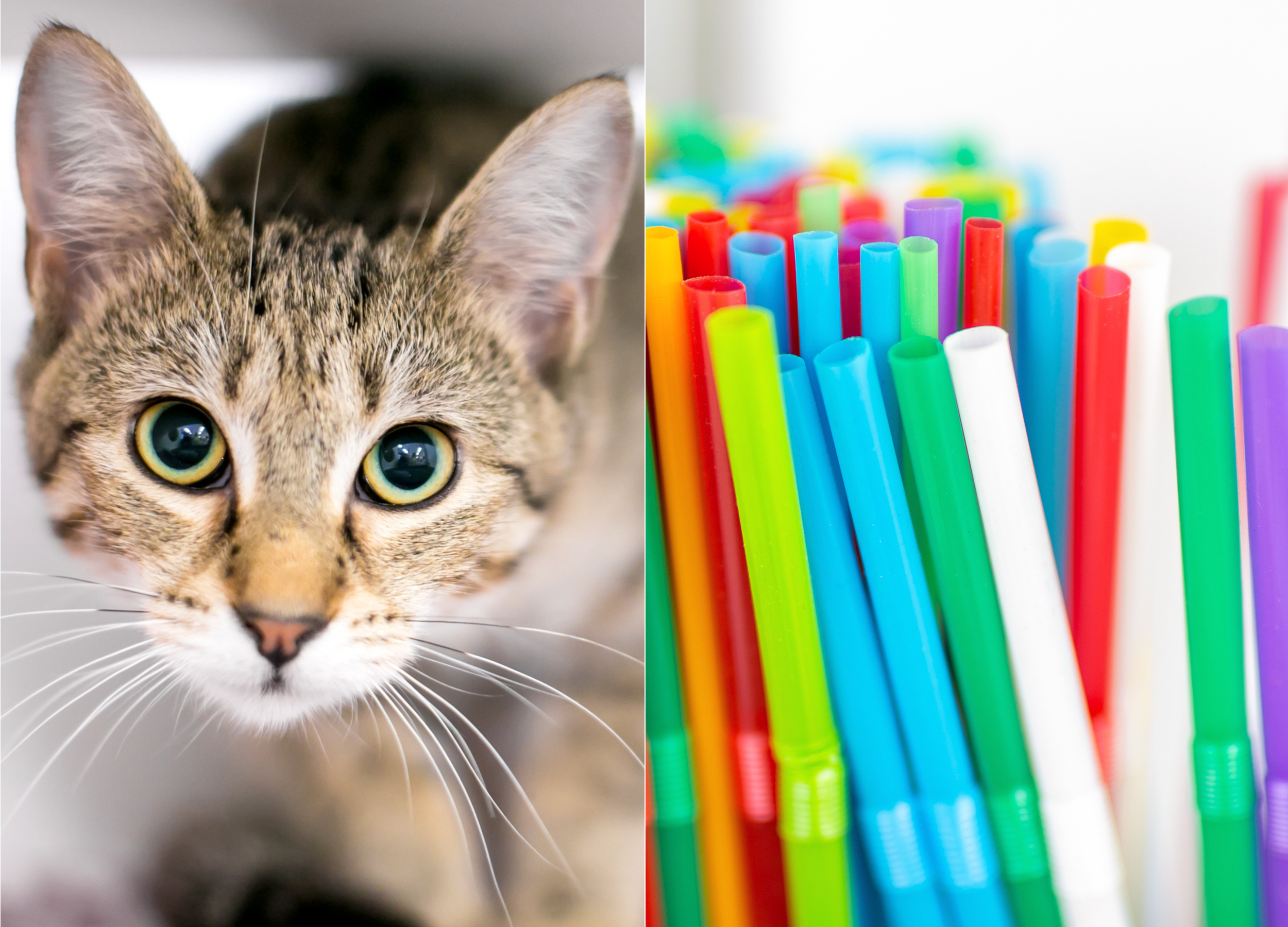 Cat Hilariously Stealing Owner's Straws Goes Viral: 'Eco-Friendly