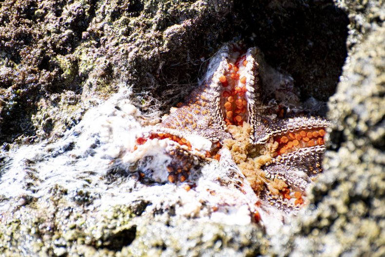 Stock image of sea star suffering SSWS