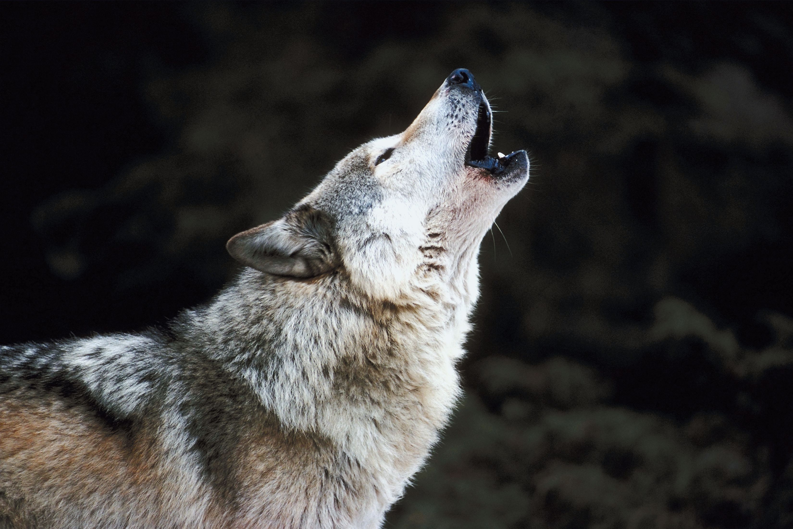 Watch Wolf Howl at Sky in Epic Footage: 'As Wild As They Come'