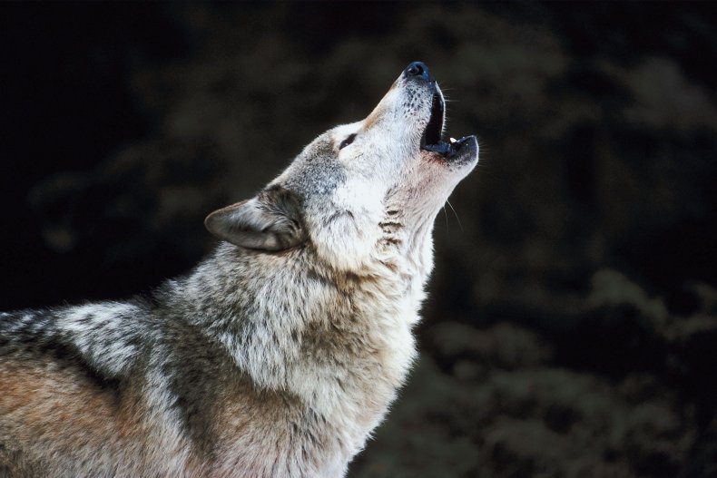 Wolf howling 