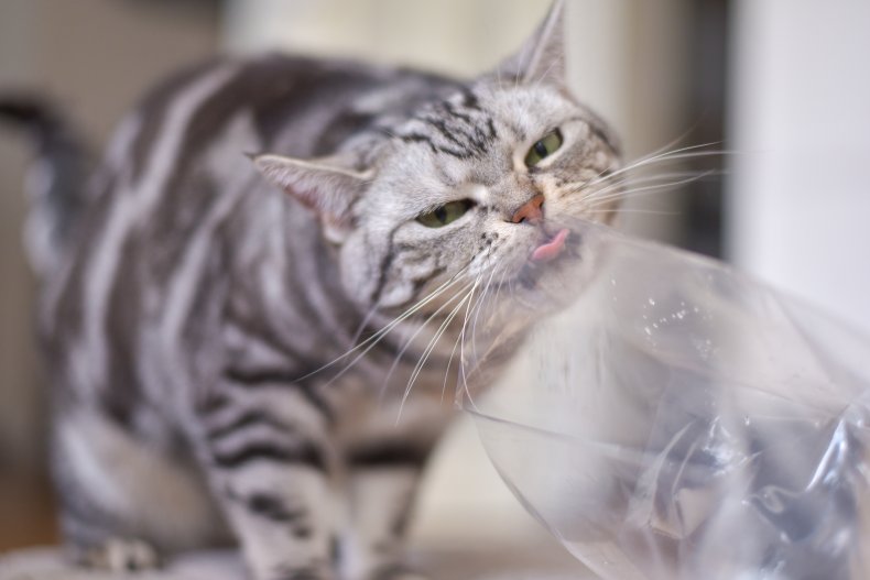 Why Do Cats Eat Plastic