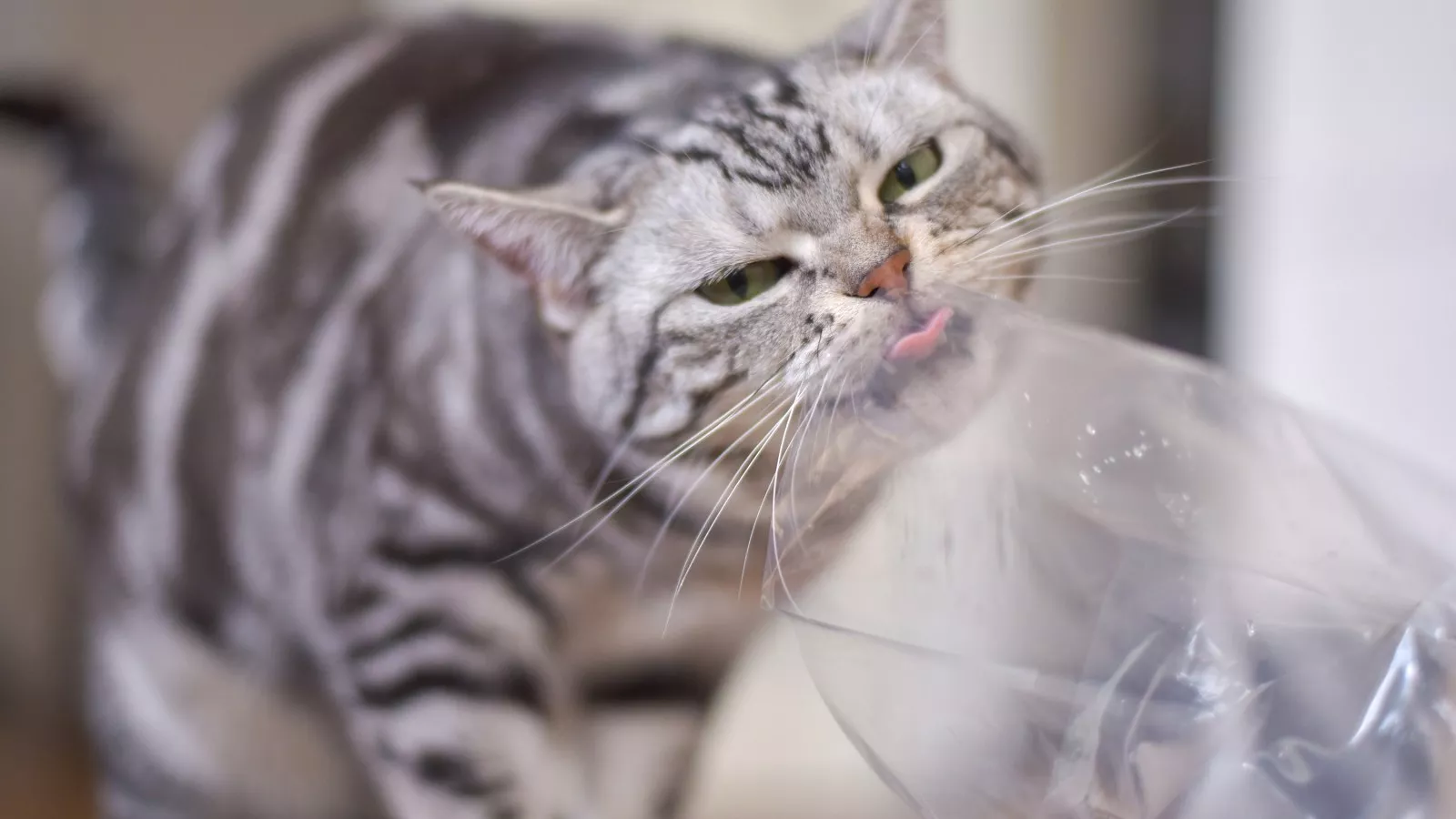 Why Do Cats Eat Plastic
