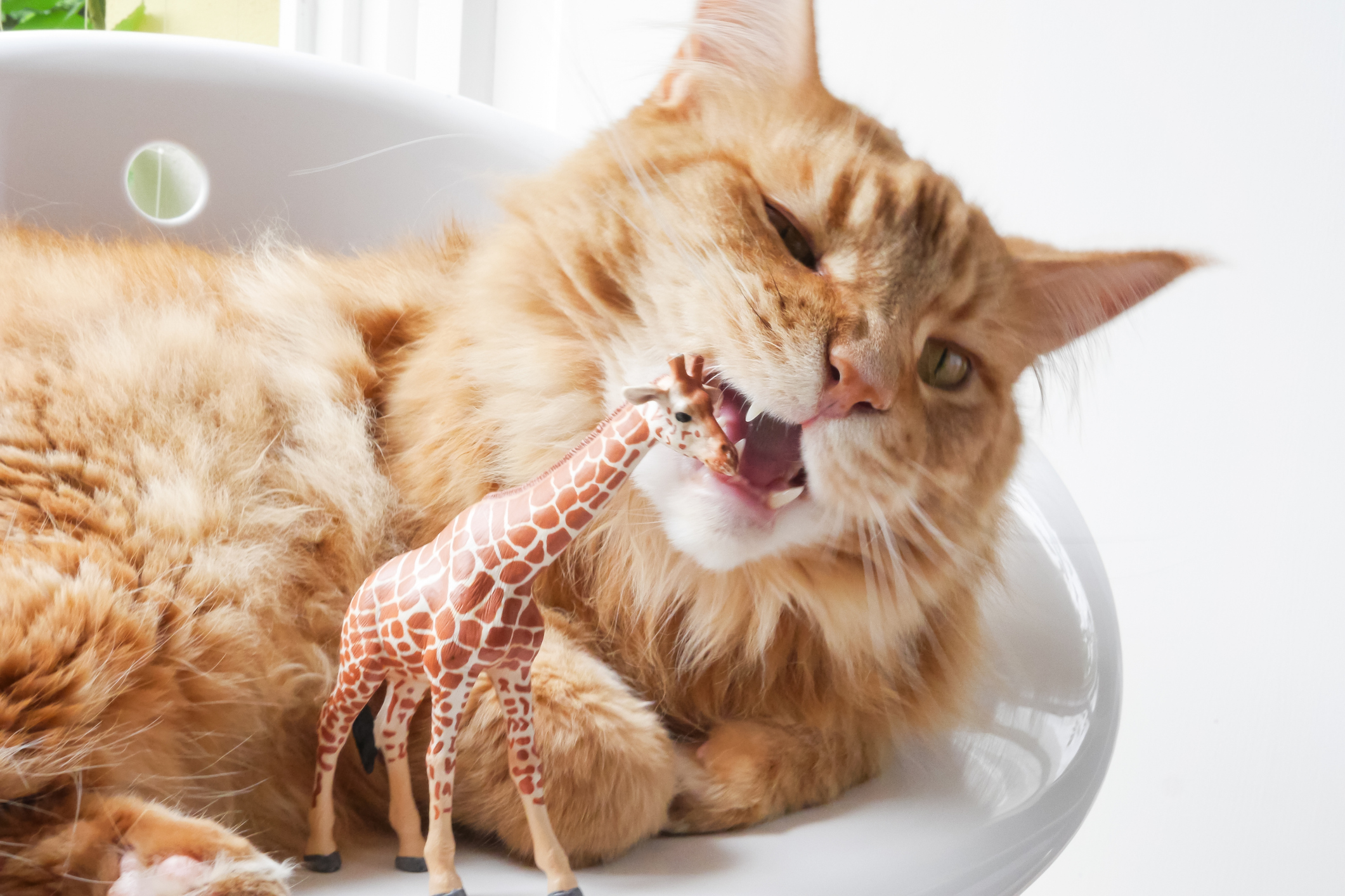 chew toys for cats with pica