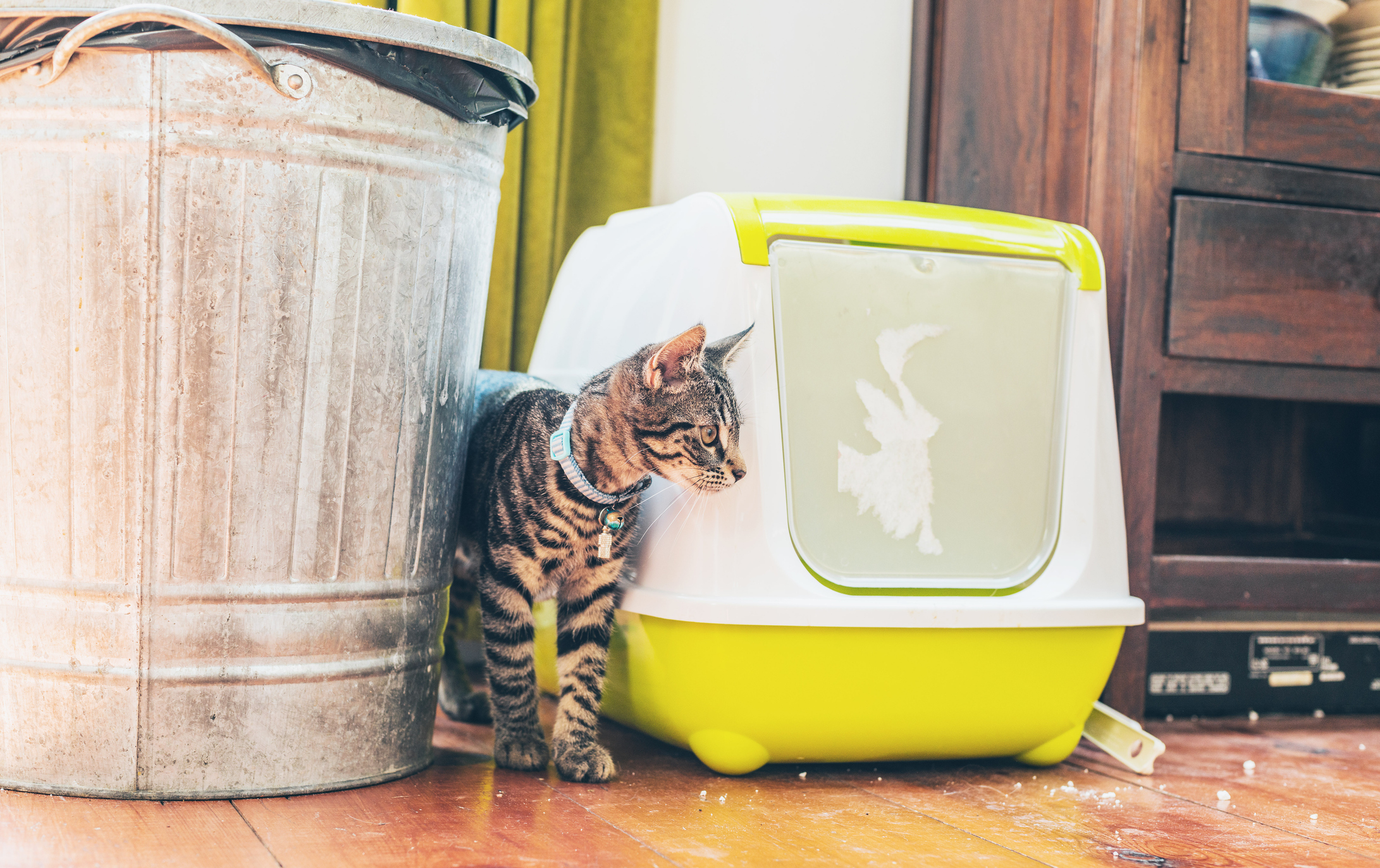 Cat likes best sale to eat plastic