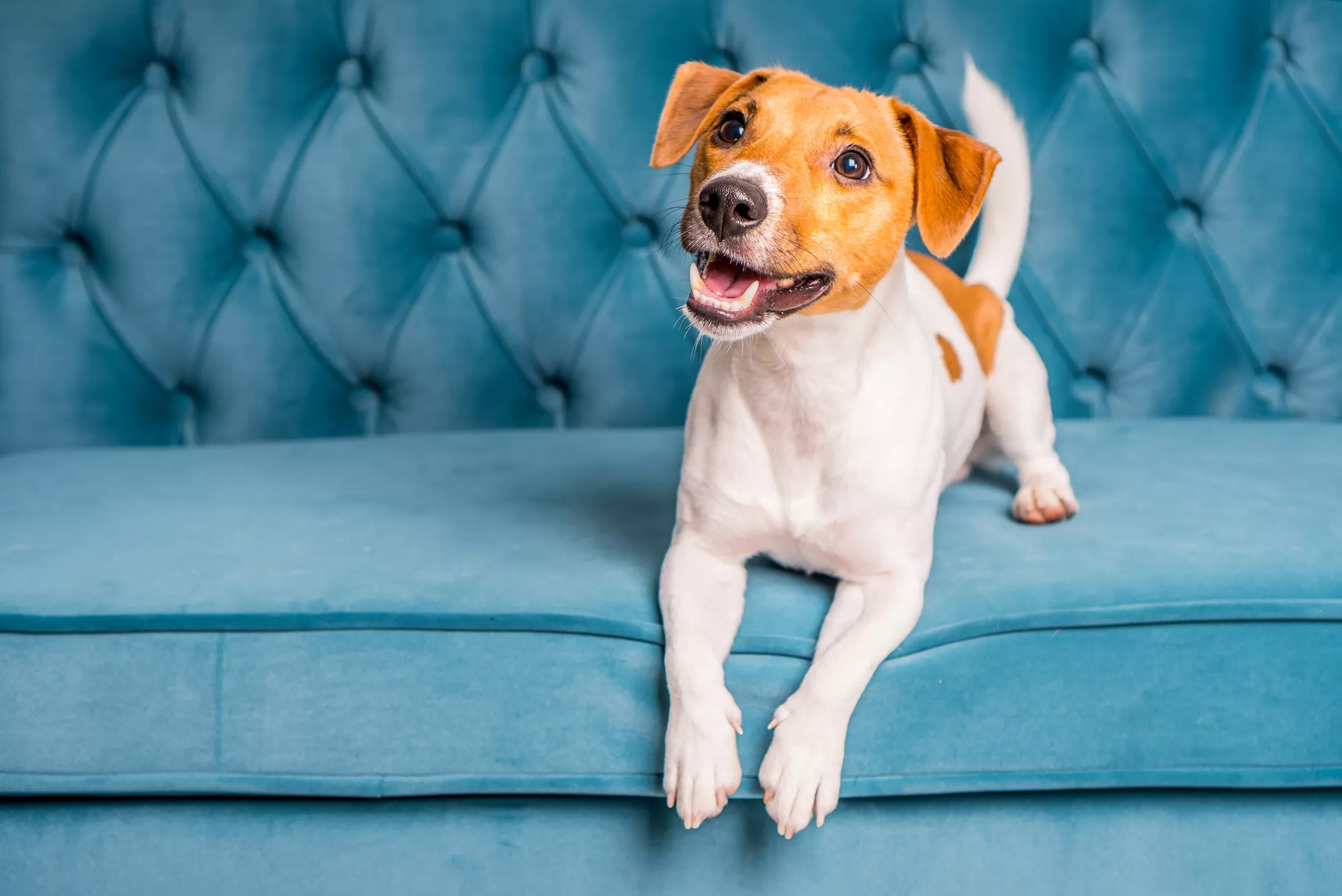 Do Dogs Have a Sense of Time? - Vimarsana News