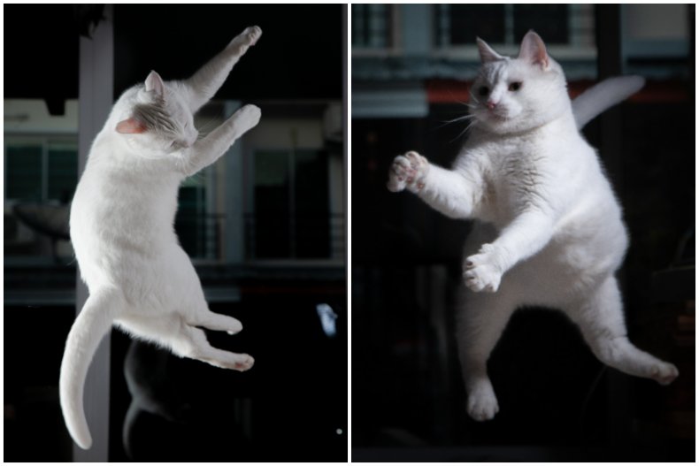 Stock image of cat jumping