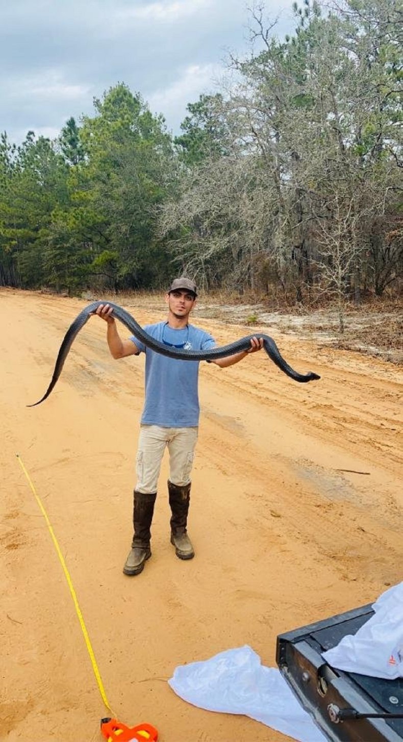Eastern Indigo Snake found in Georgia. 
