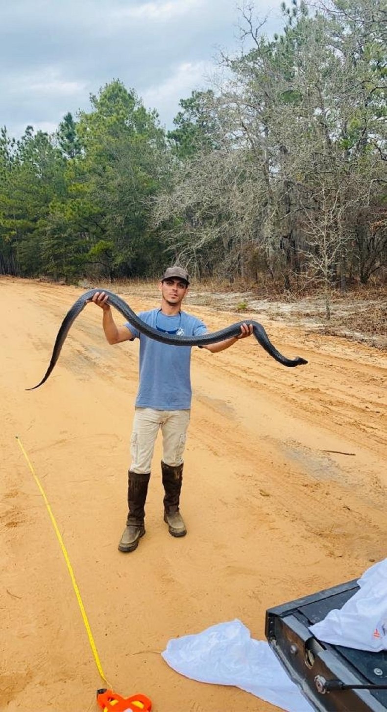 Eastern Indigo Snake found in Georgia.