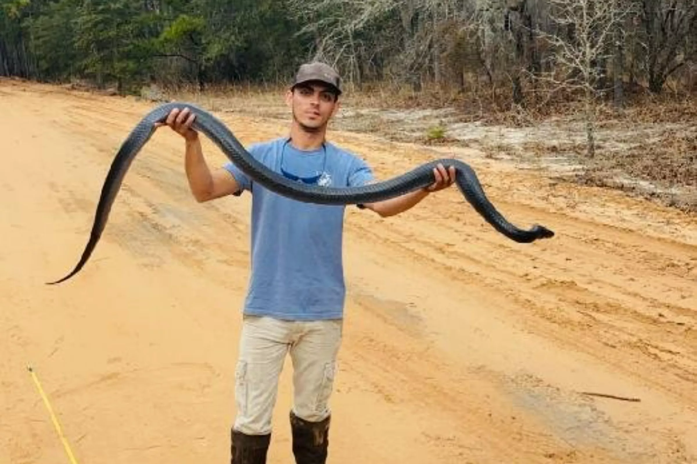 Massive Snake Nearly Eight Feet Long Found in Georgia: 'Hell No' - Vimarsana News