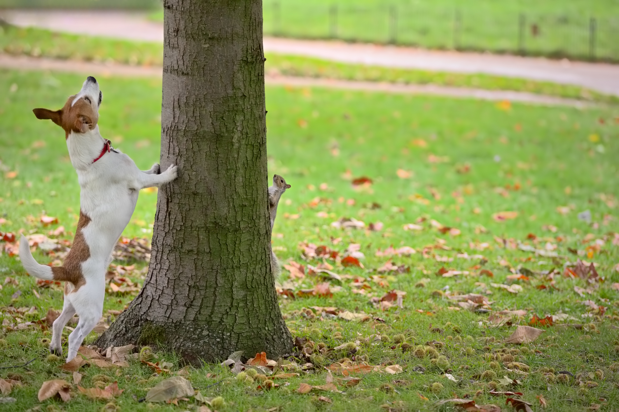 Why Do Dogs Chase Squirrels Newsweek