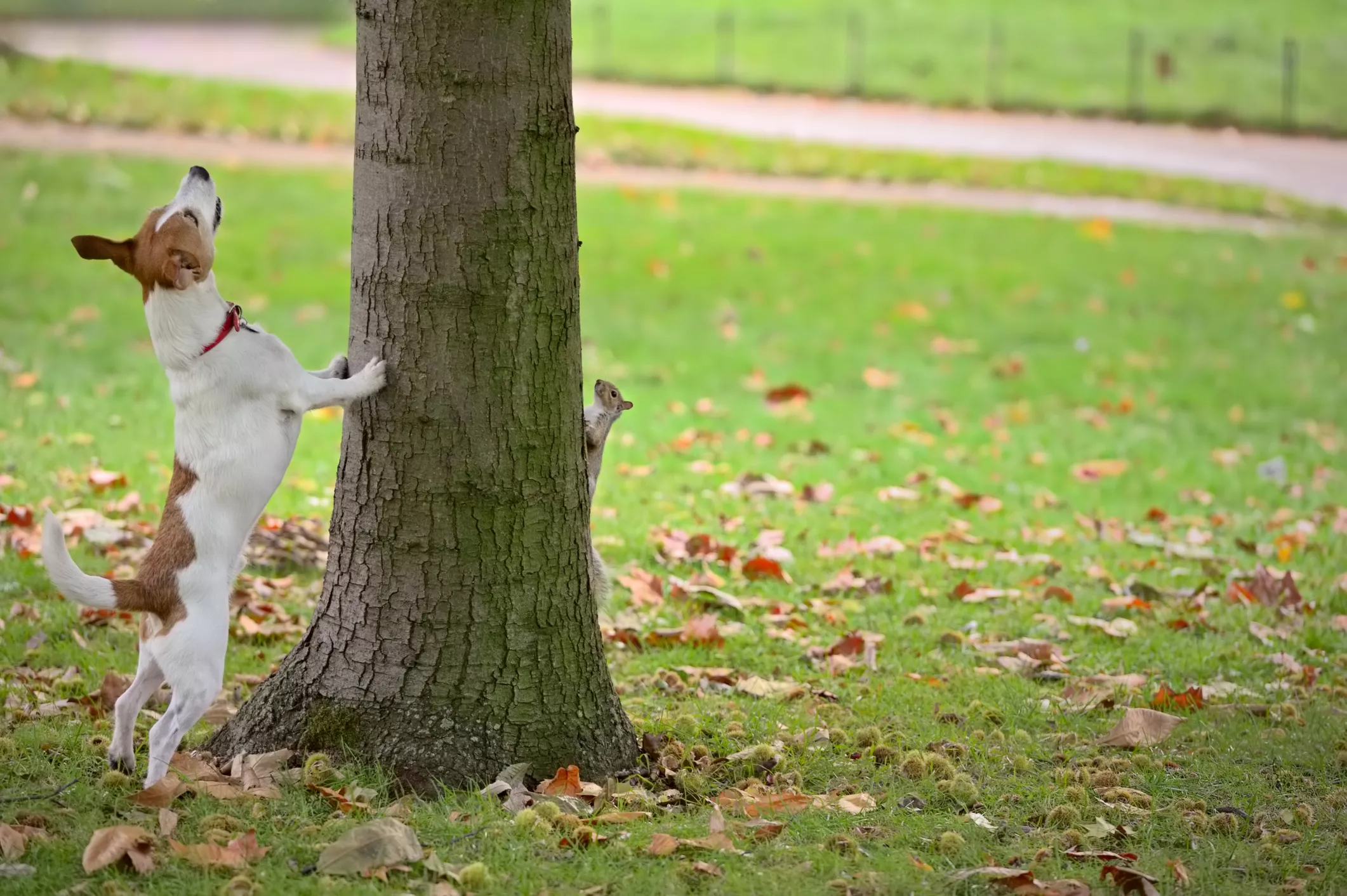 Why Dogs Chase Squirrels and How to Stop Them - Vimarsana News