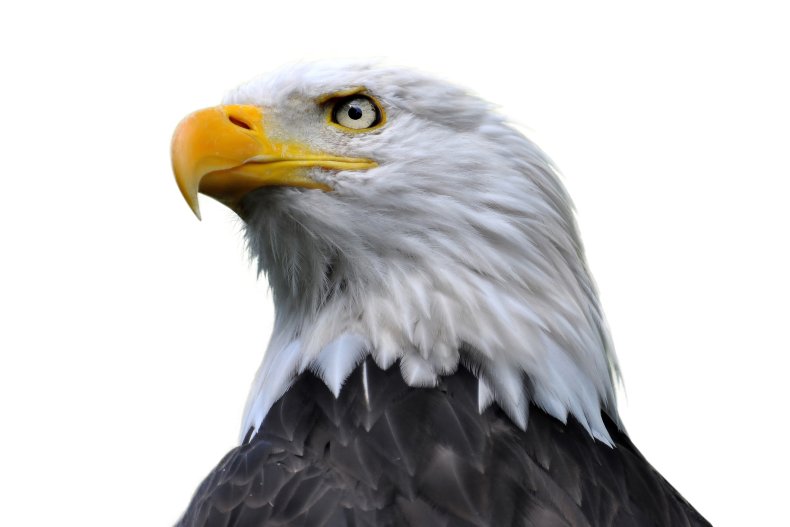 Stock image of a bald eagle. 