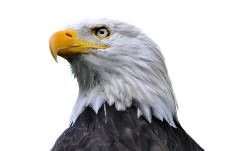 Stock image of a bald eagle.