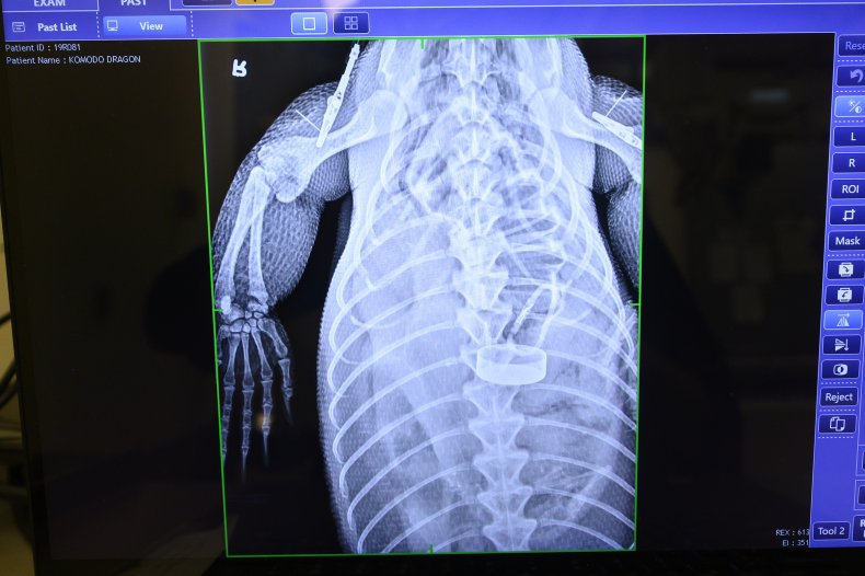X-ray of Komodo dragon. 