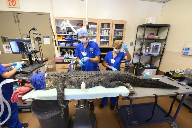 Alligator undergoes procedure to remove objects. 