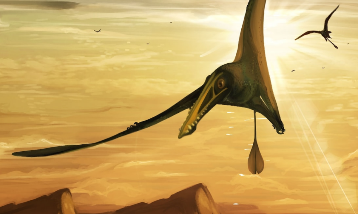 Largest Jurassic Pterodactyl Ever Found Had Wing Span Bigger Than Michael  Jordan