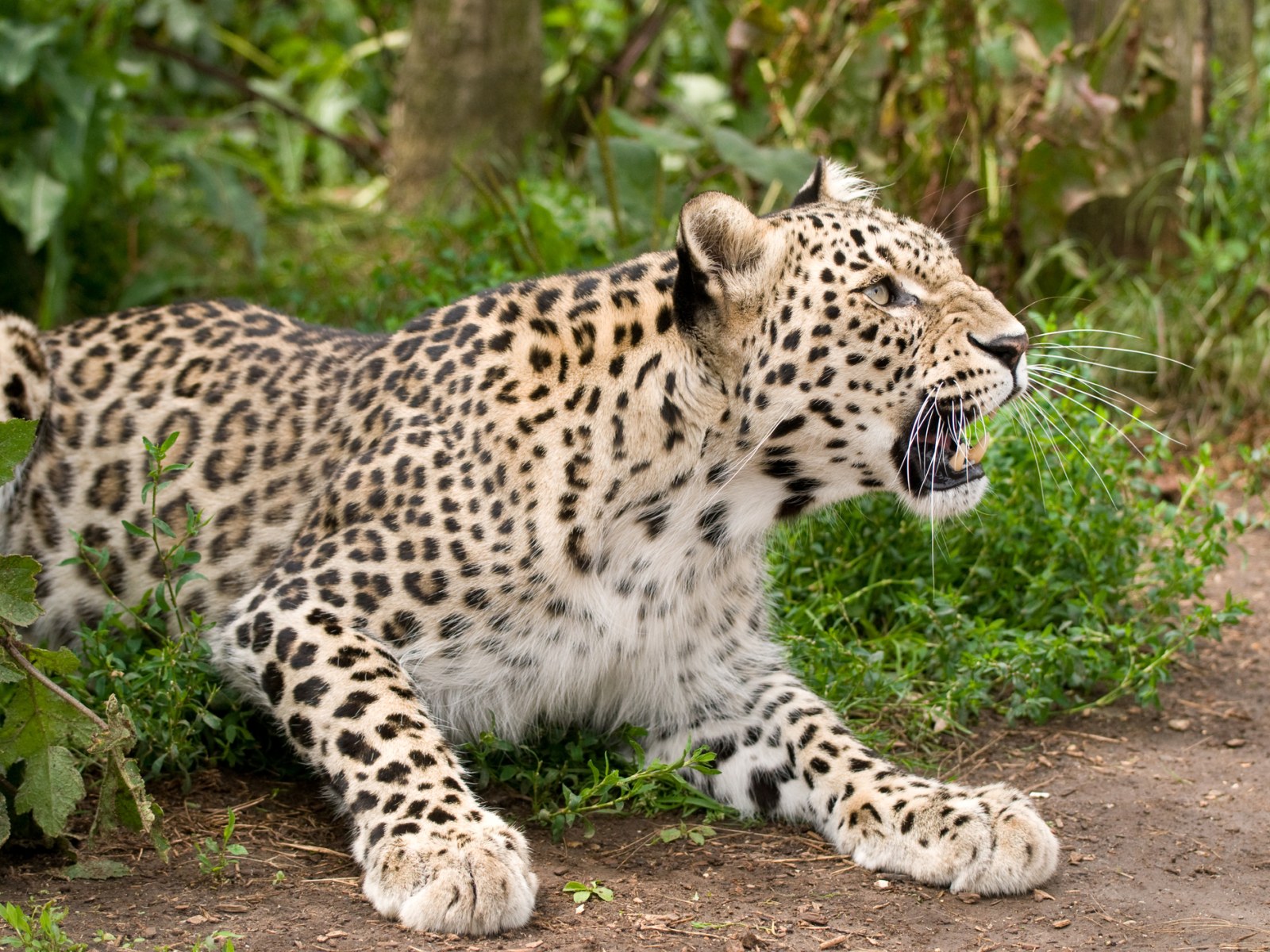 Leopard In. H Persian Leopard