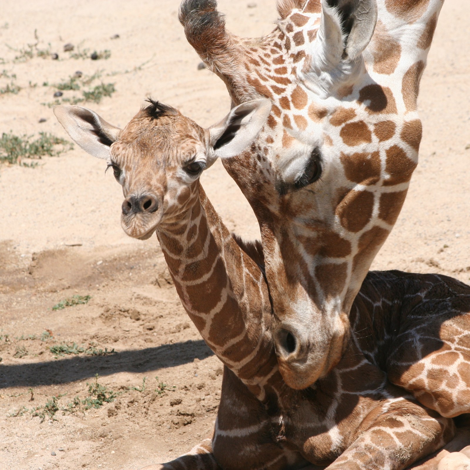 baby giraffes in the wild