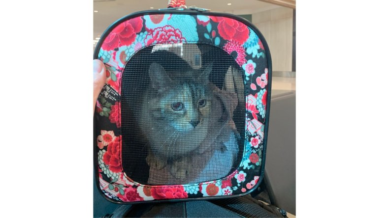 lost cat ebi