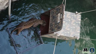 Leopard well Leopard well