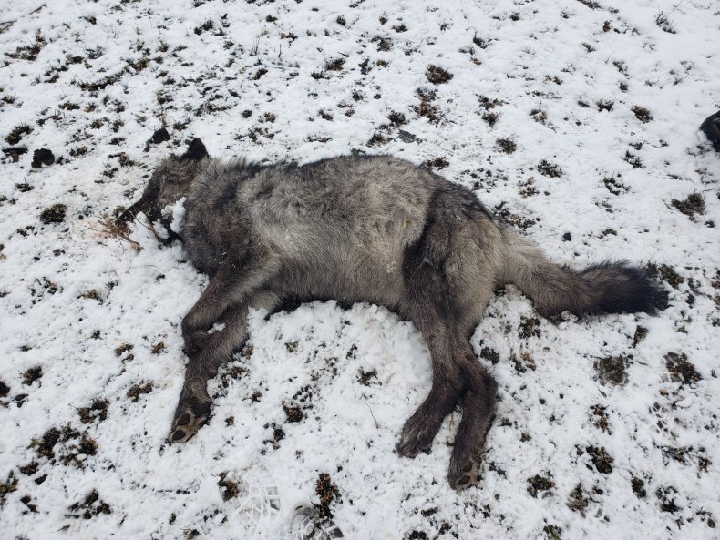 OSP image shows dead wolf OR-109
