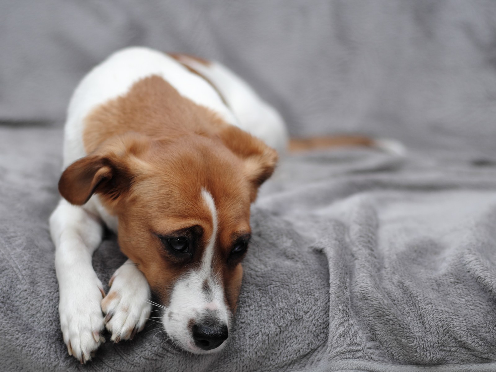 Dog walker bestiality Dog Vet Loses Job After Being Caught With Animal Porn - Newsweek