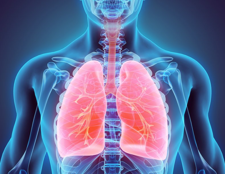An illustration of human lungs.