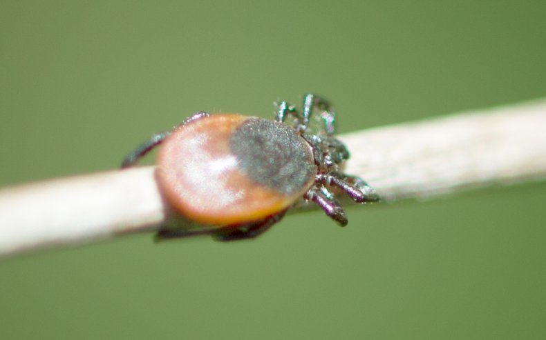 tick stock image
