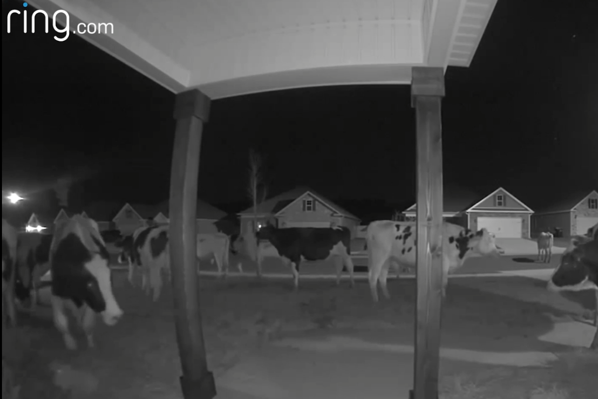 Watch Escaped Dairy Cows Descend on Georgia Neighborhood in Eerie, Night Time Footage Watch Escaped Dairy Cows Descend on Georgia Neighborhood in Eerie, Night Time Footage