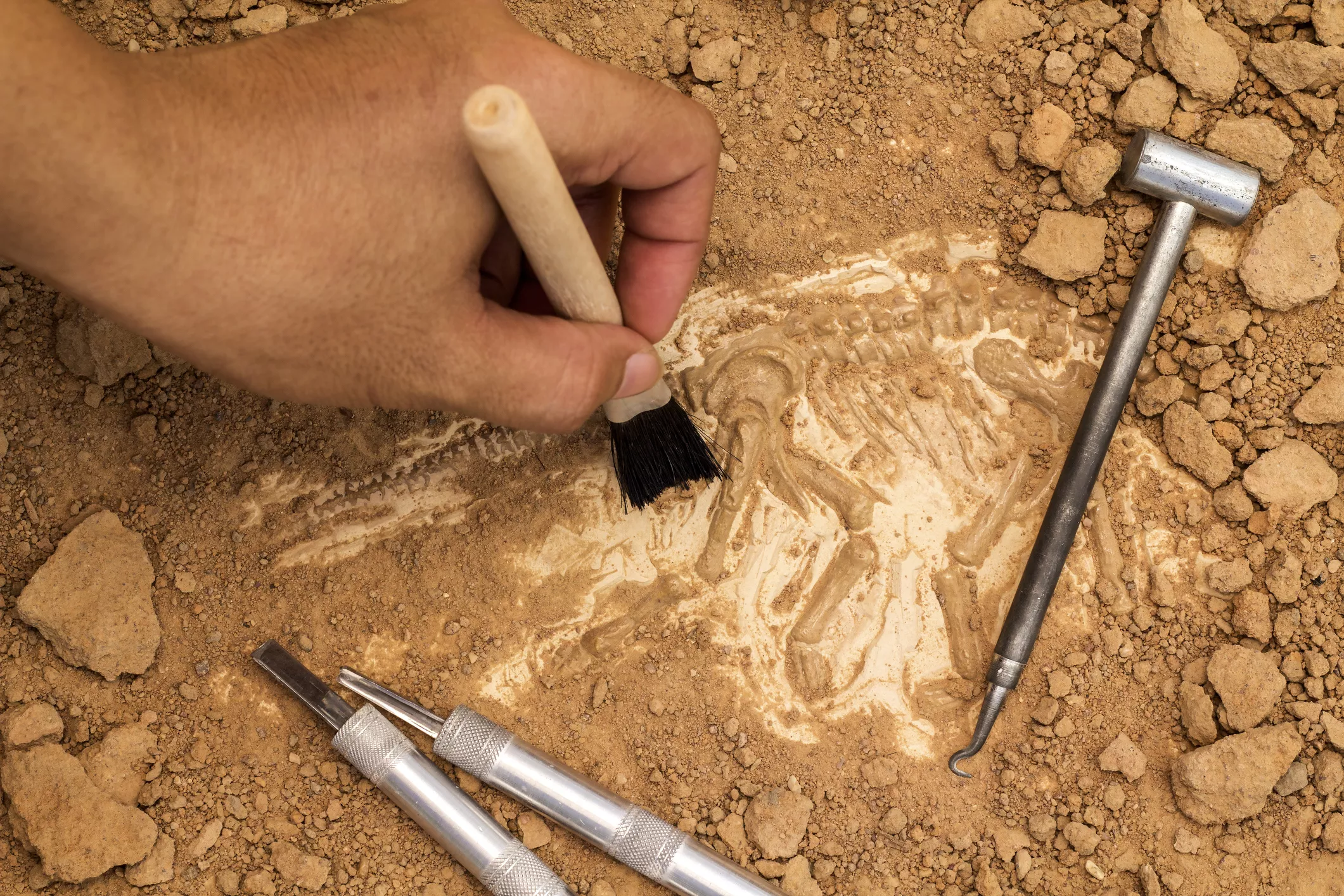 Man Accidentally Finds Dinosaur Bone up to 200m Years Old in Rubble - Vimarsana News