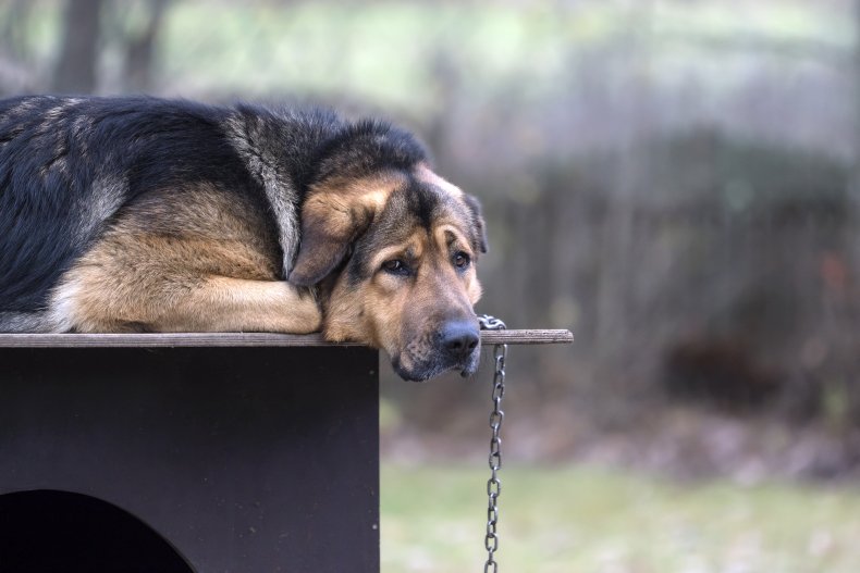 Neglected dog