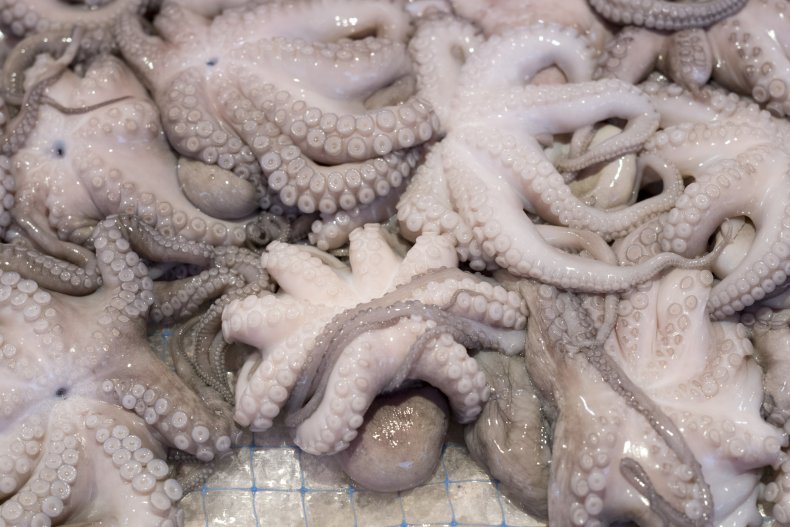 Octopus
